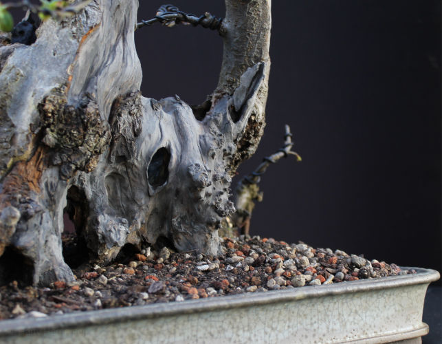 crab apple bonsai